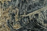 Polished Petrified Wood Limb End-Cut - Indonesia #329300-1